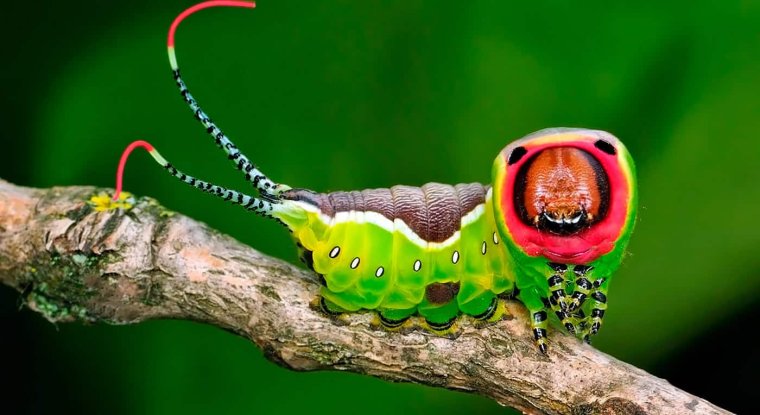 Гусеница Денис Мем