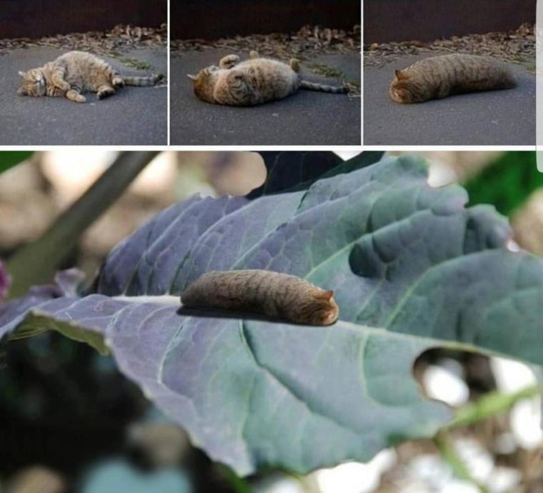 Гусеница Макросъемка