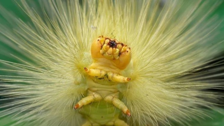 Красивые пушистые гусеницы