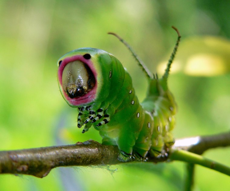 Гусеница Cerura vinula