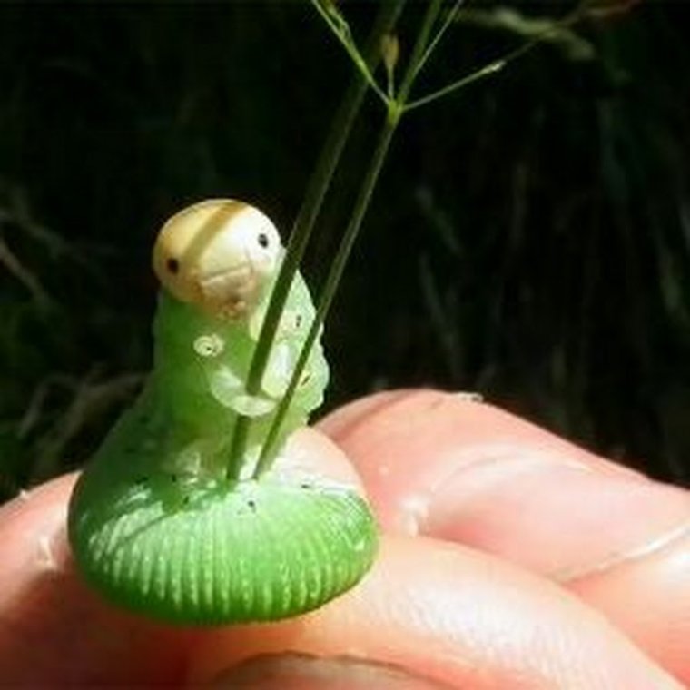 Забавная гусеница