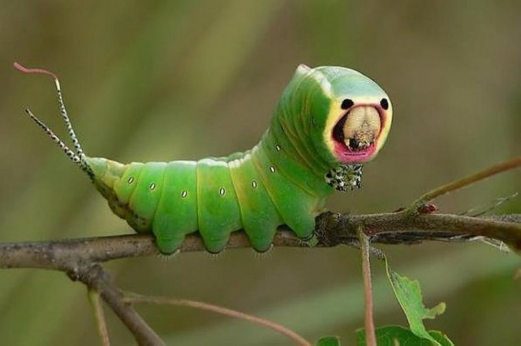 Papilio Troilus Caterpillar