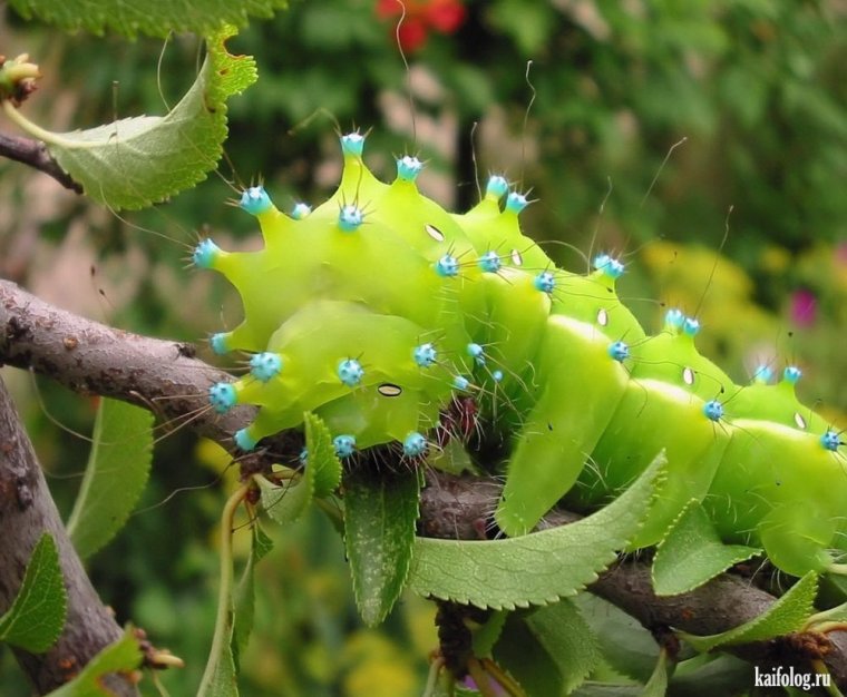 Седлистая гусеница