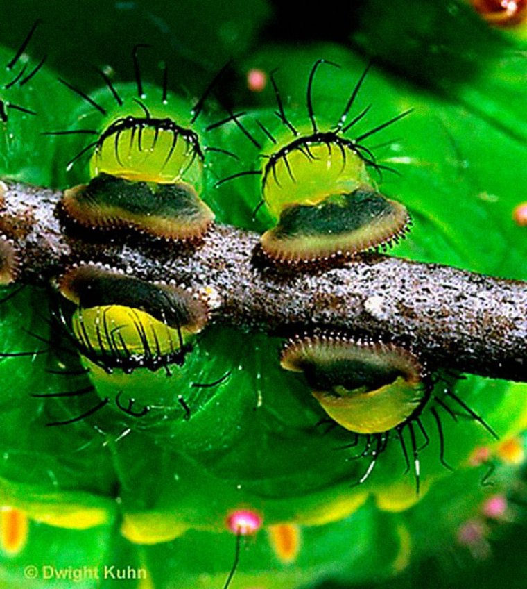 Смешная толстая гусеница