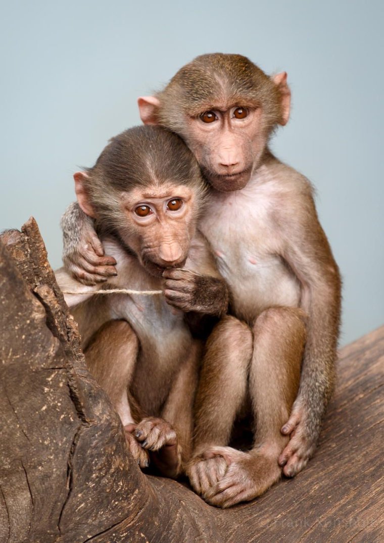 Две обезьянки обнимаются