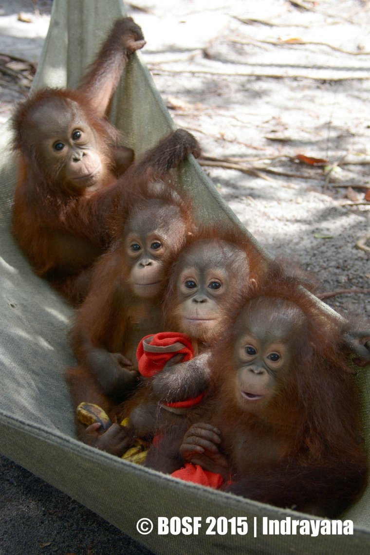 Обезьянки подружки