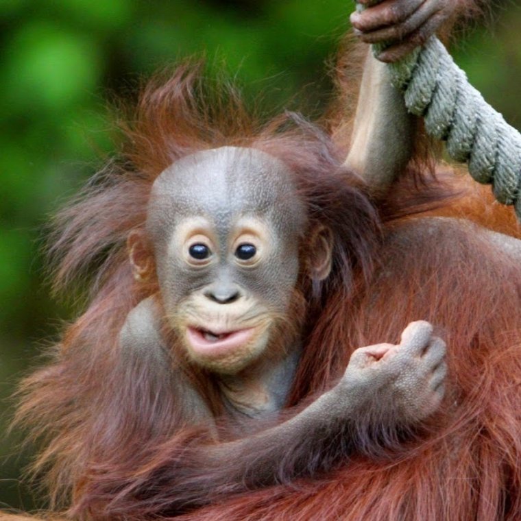 Обезьяна прикол