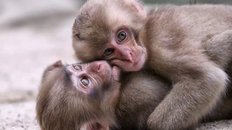 Милые обезьяны