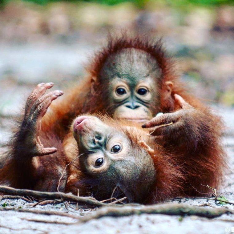 Детеныш обезьяны