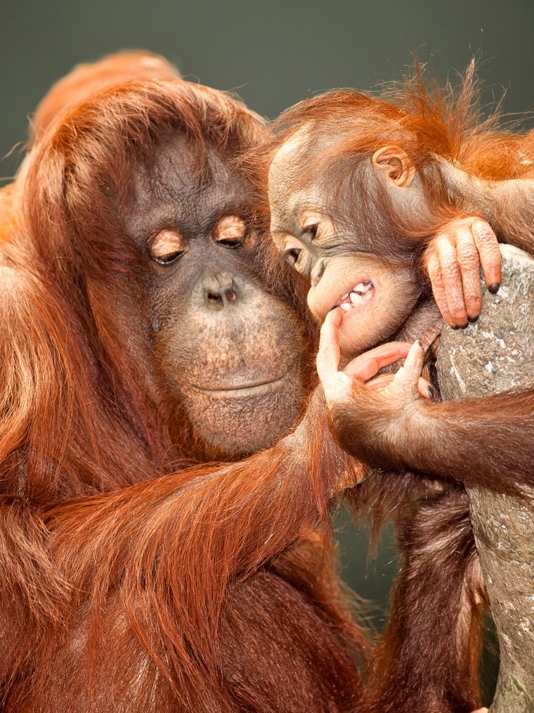 Детеныш обезьяны