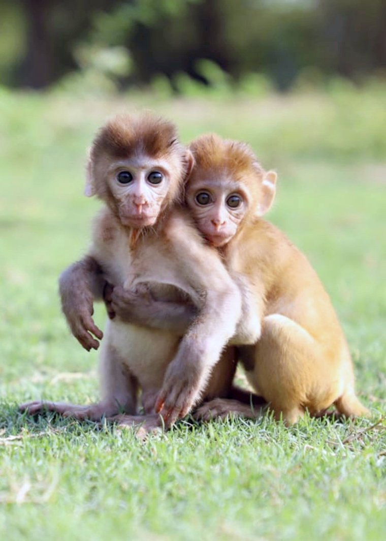 Бейби МАНКЕЙ