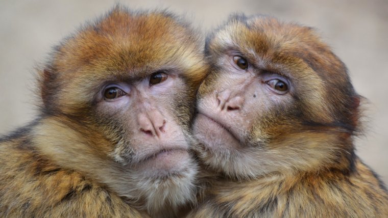 Кунац меймун