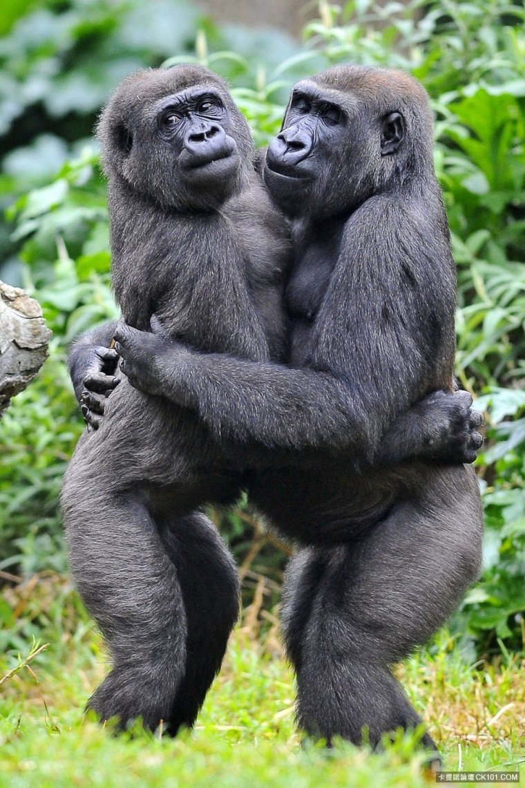 Обезьяны обнимаются