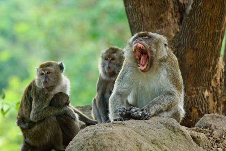 Две смешные обезьянки