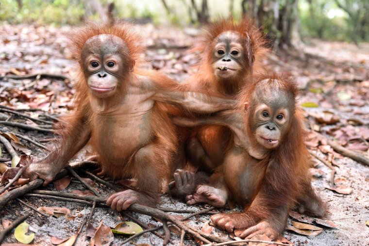 Обезьяна орангутанг детёныш
