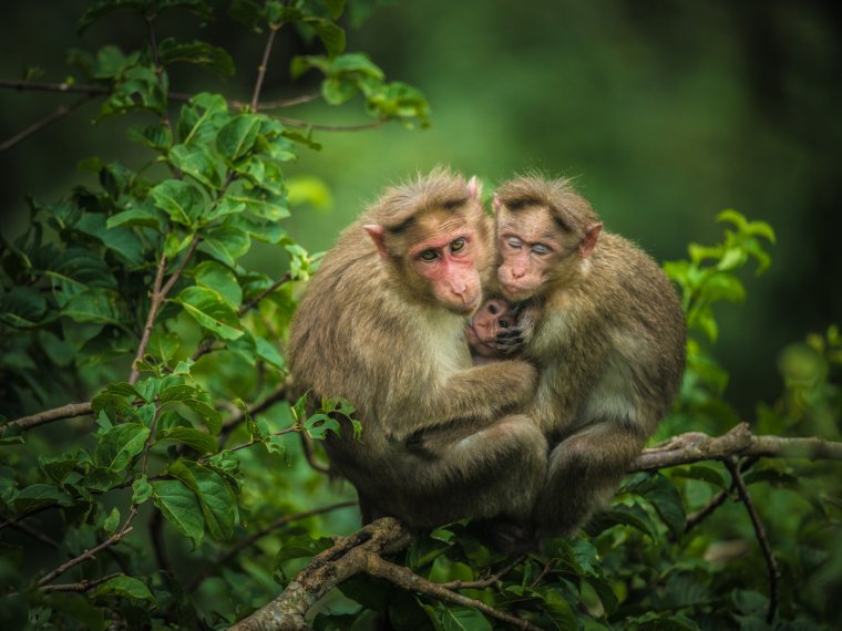 Смешная семья обезьян