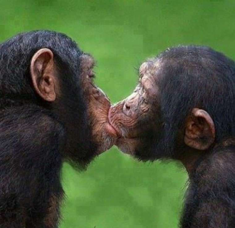 Обезьянки любят друг друга