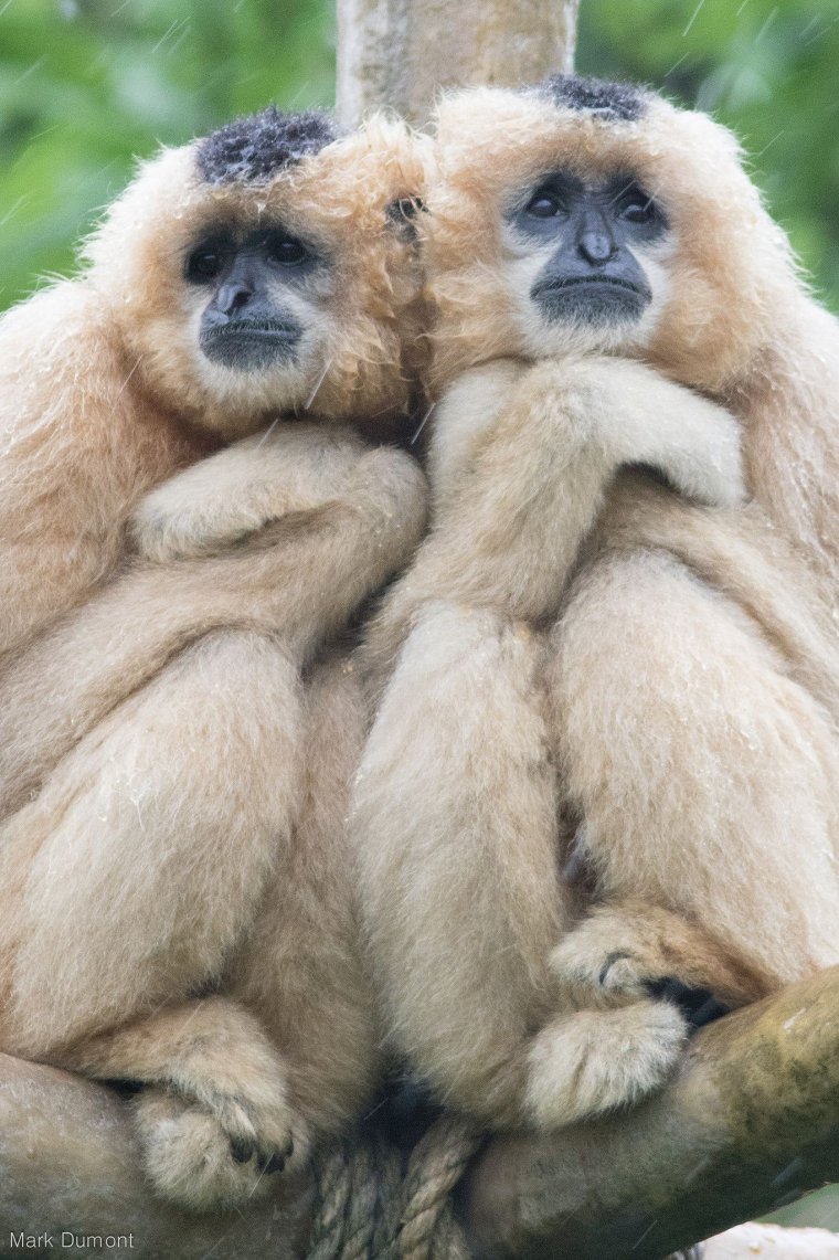 Двое обезьян