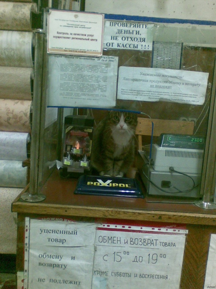 Кот на кассе магазина