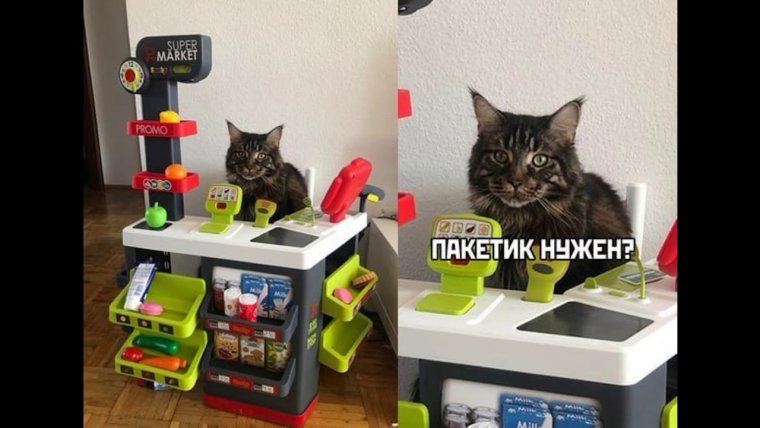 Кот кассир