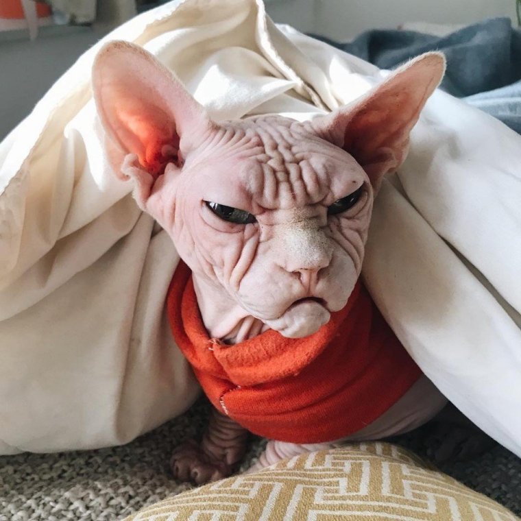 Кот Локи сфинкс