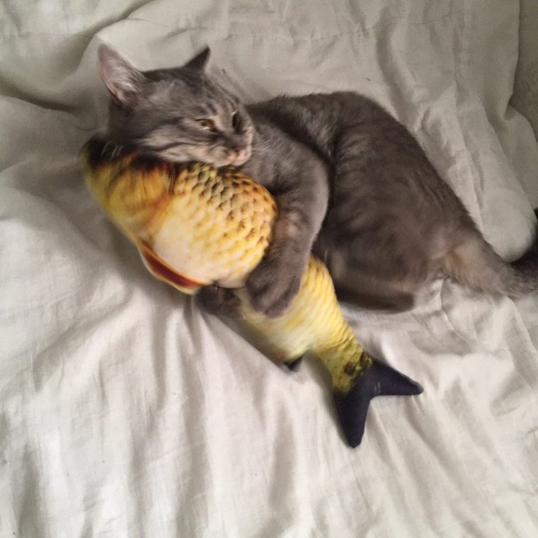Кот дает леща коту