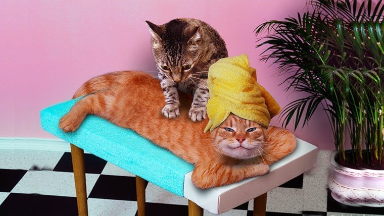 Кот массажист