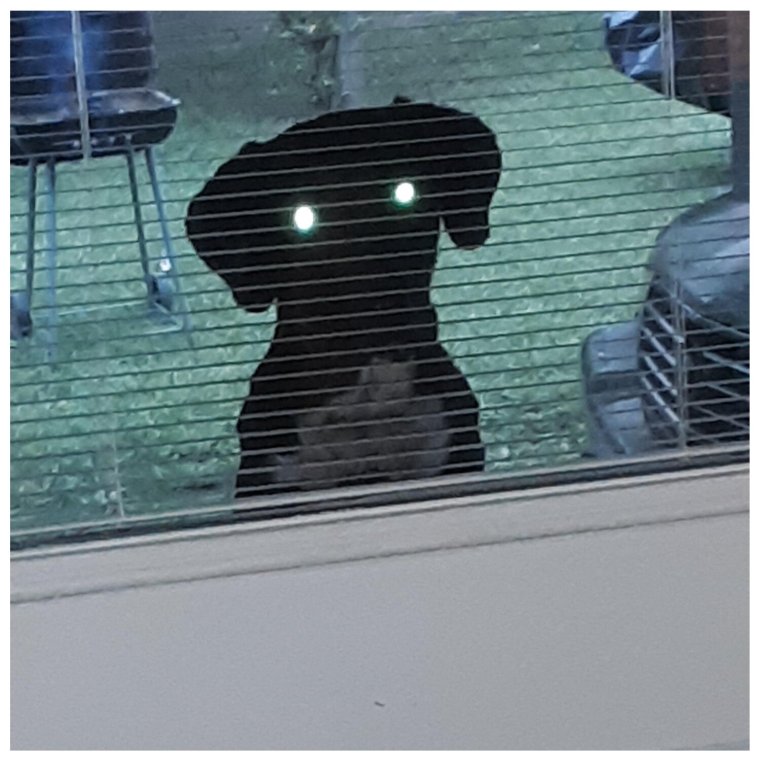 Собаки подглядывают за соседями