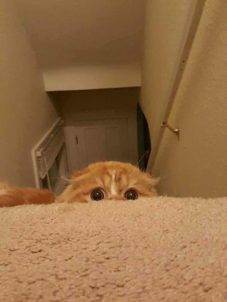 Коты подглядывают