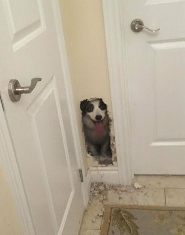 Собака подсматривает