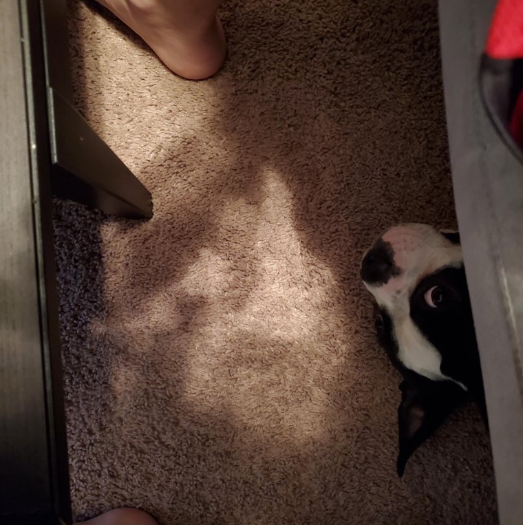 Собака подсматривает