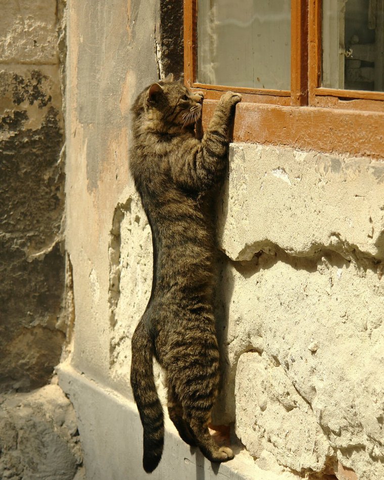 Любопытная кошка