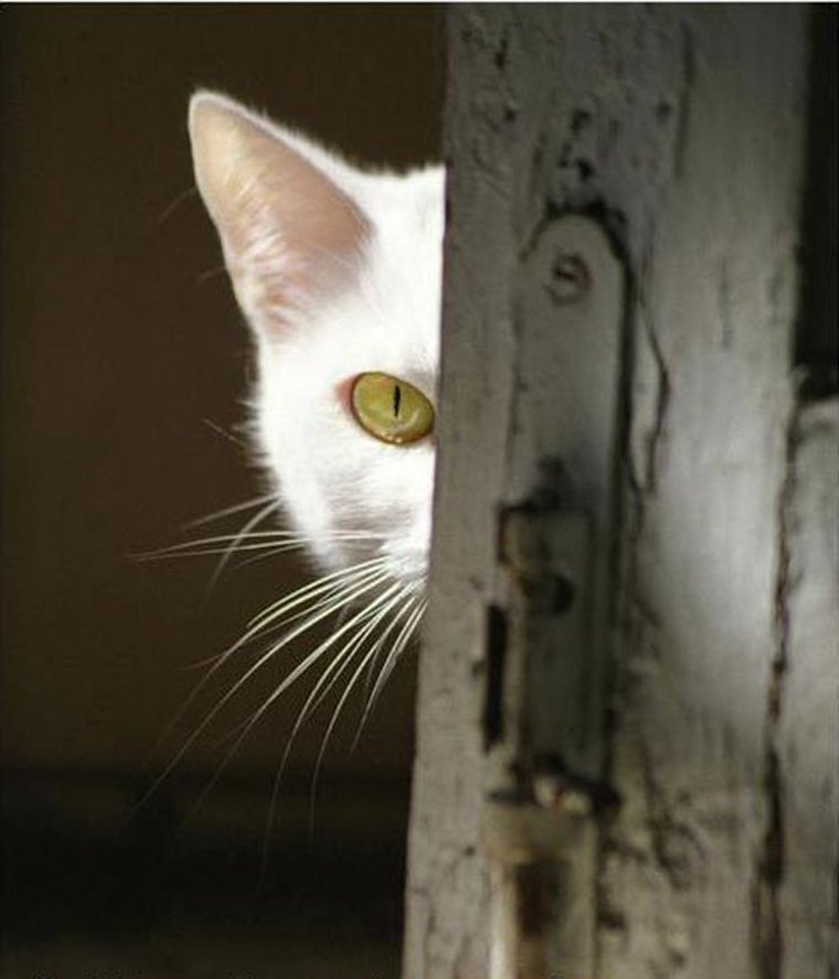 Кот из за угла