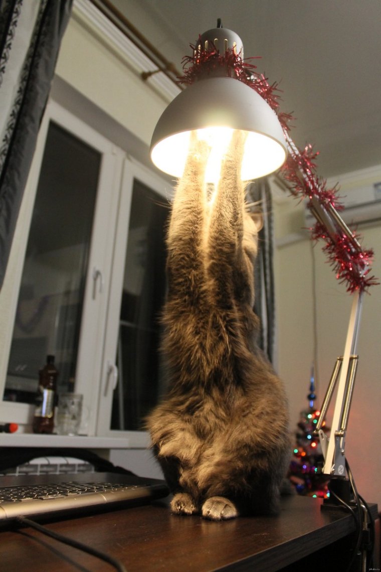 Кот электрик