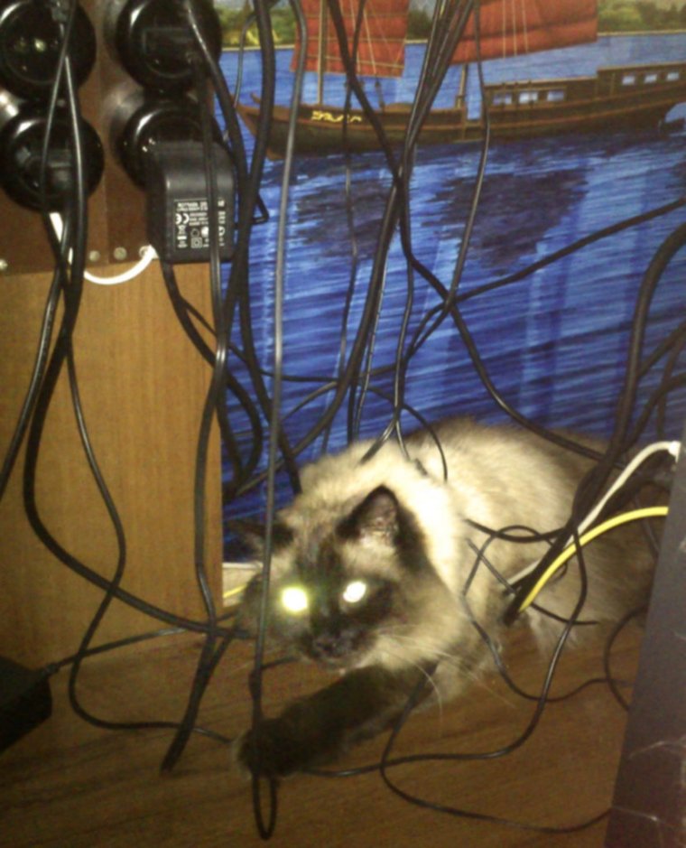 Котики и электричество