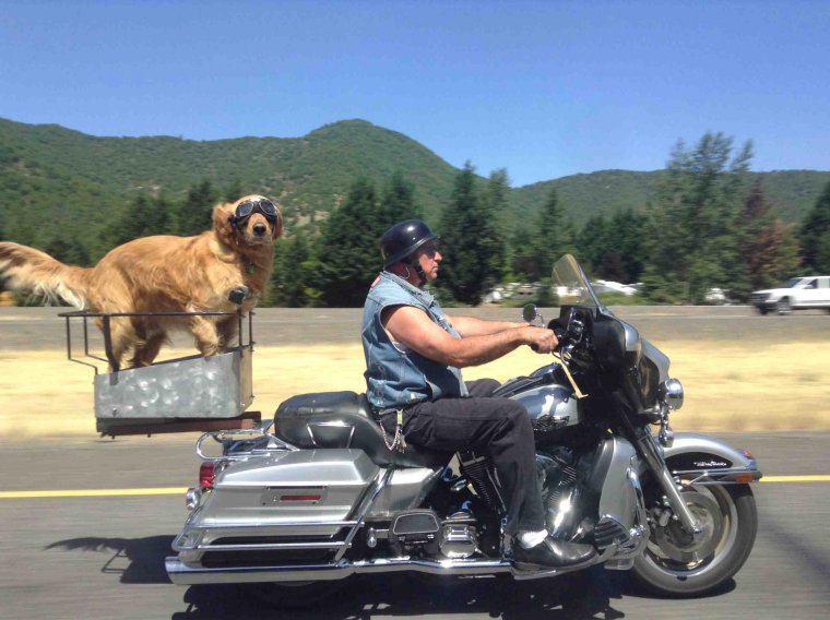 Байкер с собакой на мотоцикле