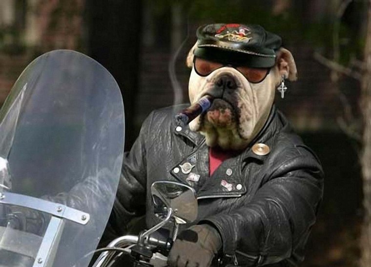 Собака байкер