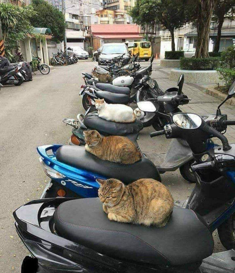 Кот на мотоцикле