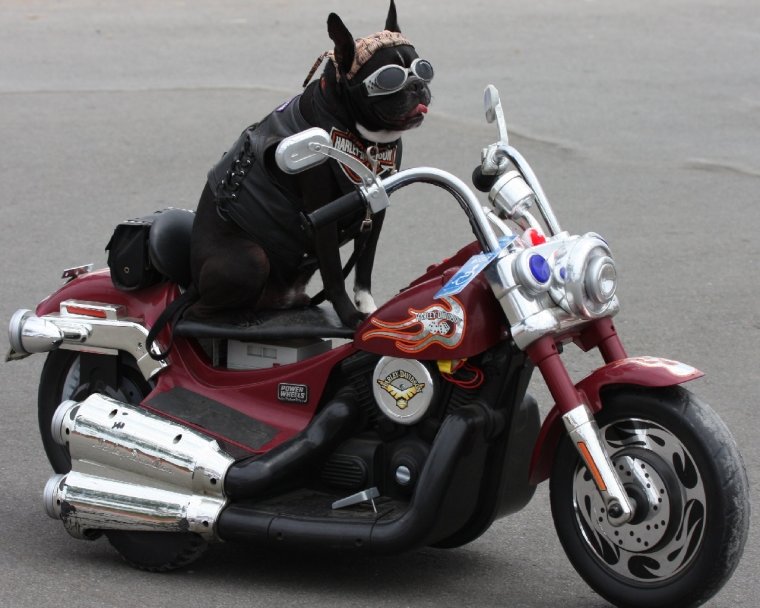 Смешной мотоцикл