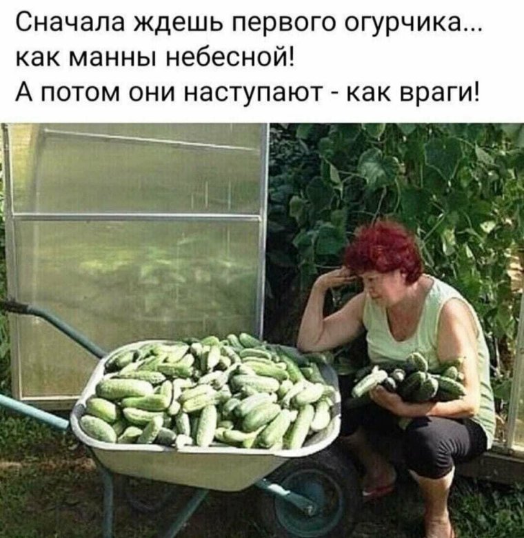 Огурец прикол
