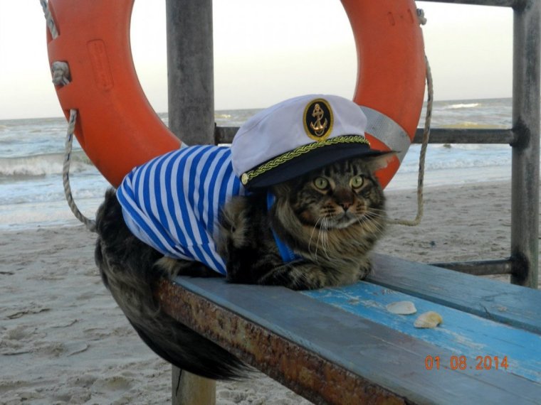 Кот моряк