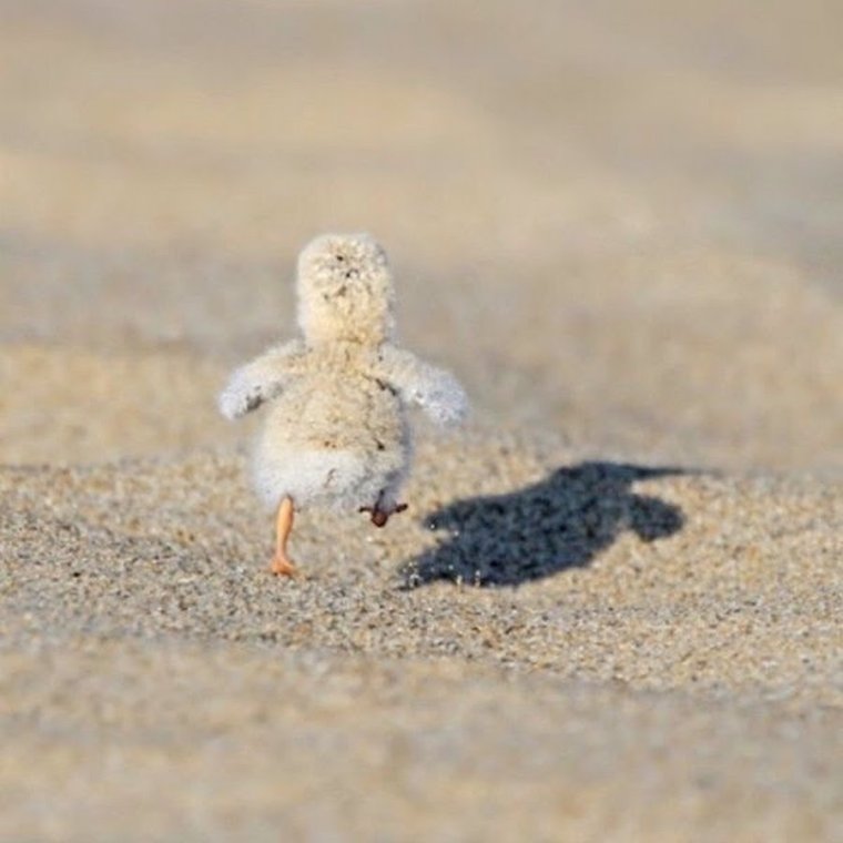 Цыпленок бежит