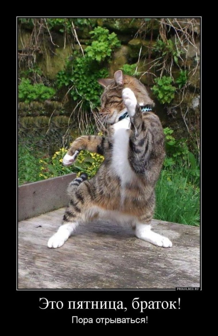 Ура пятница кот