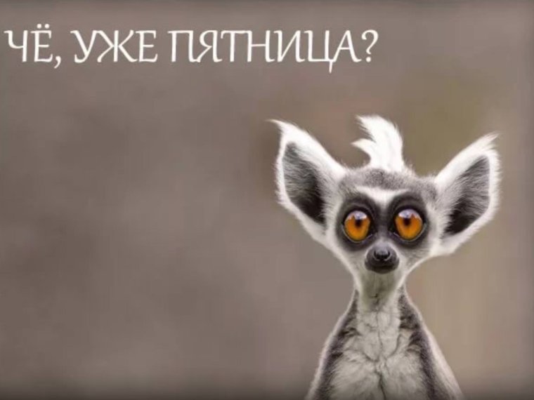 Демотиваторы с кроликами