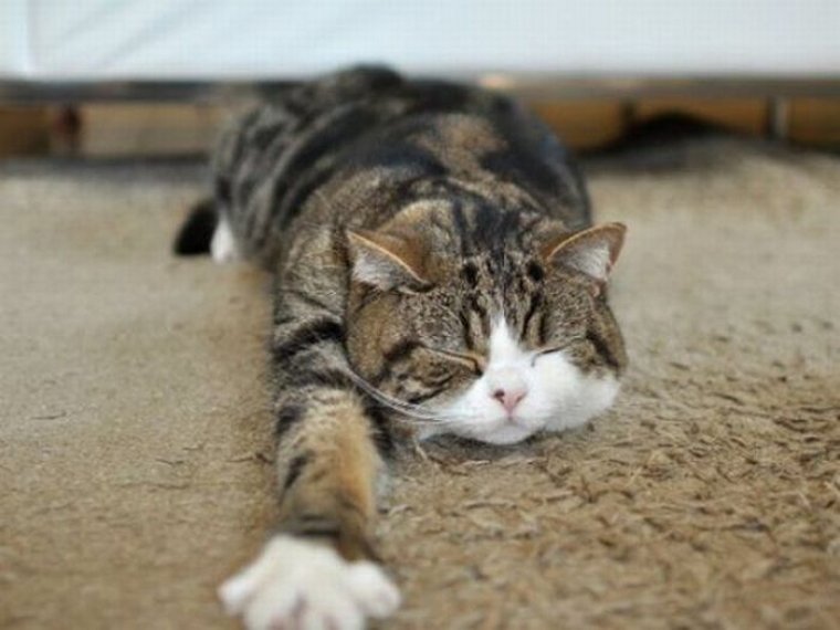 Кот пятница прикол