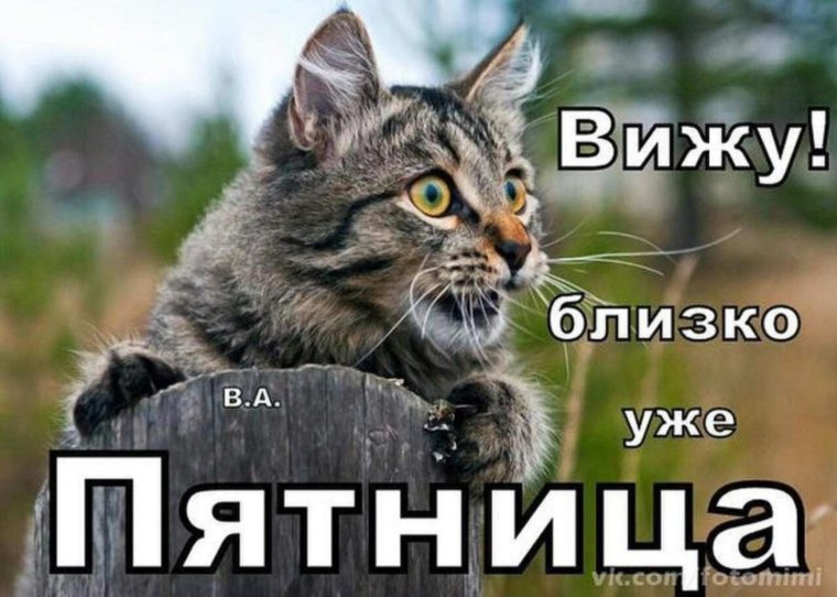 Господи избавь мир от идиотов