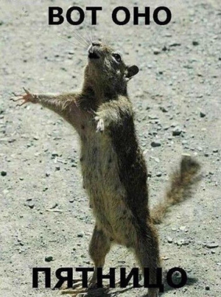 Танцующие животные