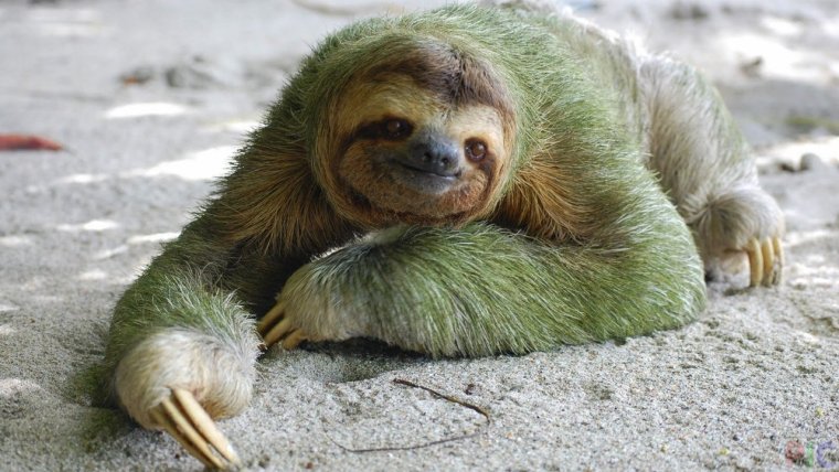 Ленивец животное