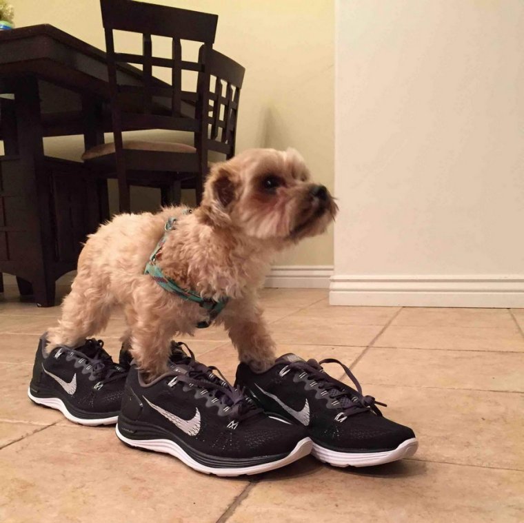 Смешные кроссовки