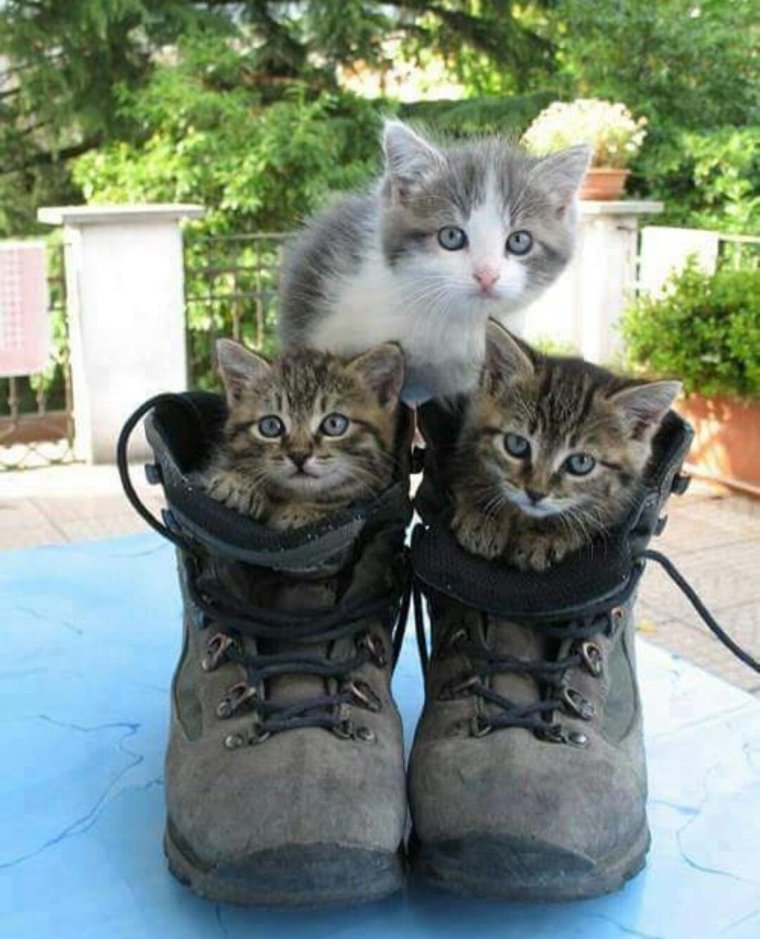 Очень смешные котята